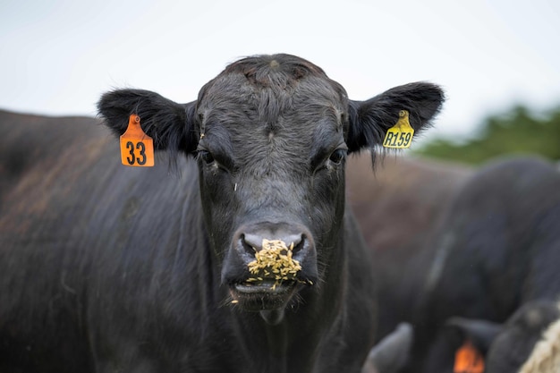 Close up Stud Beef tori mucche e vitelli al pascolo sull'erba in un campo in Australia le razze di bovini includono parco maculato murray grigio angus brangus e wagyu mangiare grano e frumento