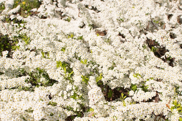 Close up su bianco fiori di primavera Texture