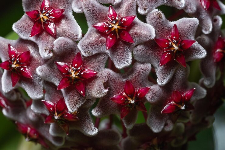Photo close-up tanaman berbunga merah
