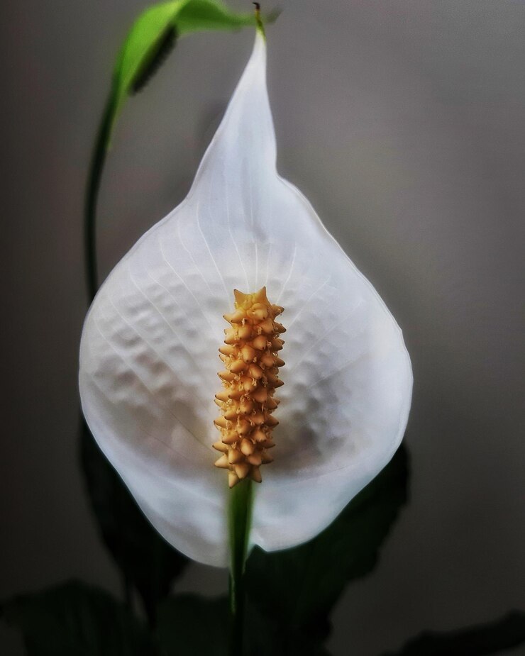 Photo close-up tanaman berbunga putih