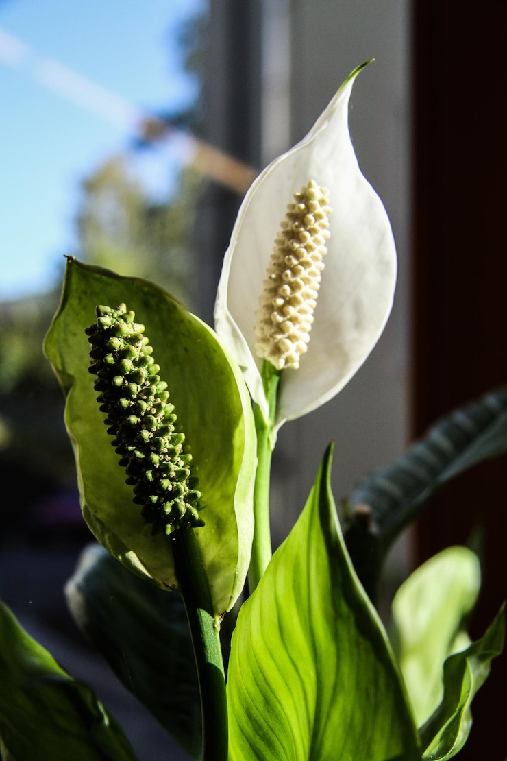 Photo close-up tanaman berbunga