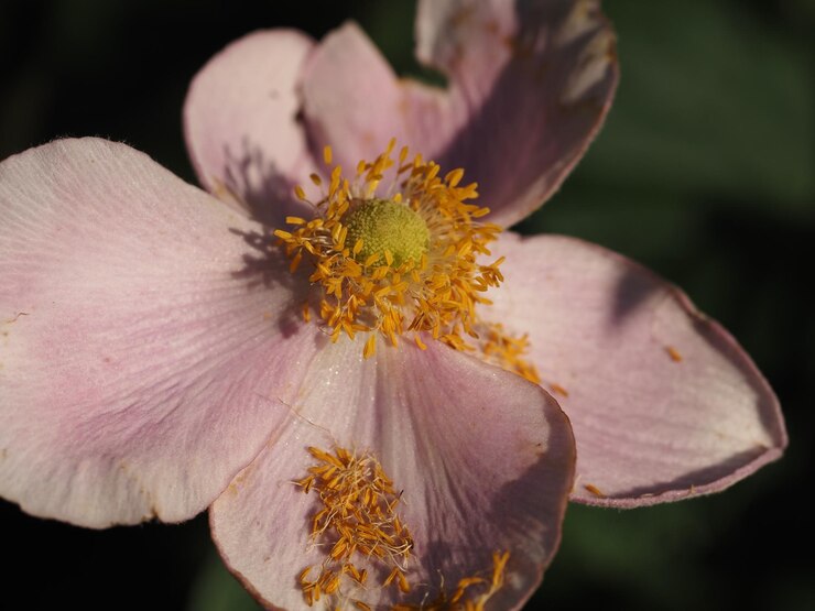Photo close-up tanaman berbunga