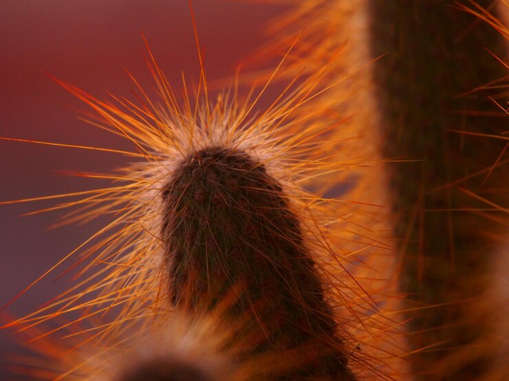 Photo close-up tanaman berbunga