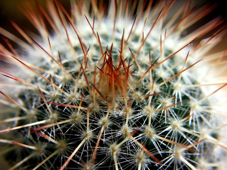 Photo close-up tanaman kaktus