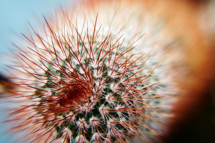 Photo close-up tanaman kaktus