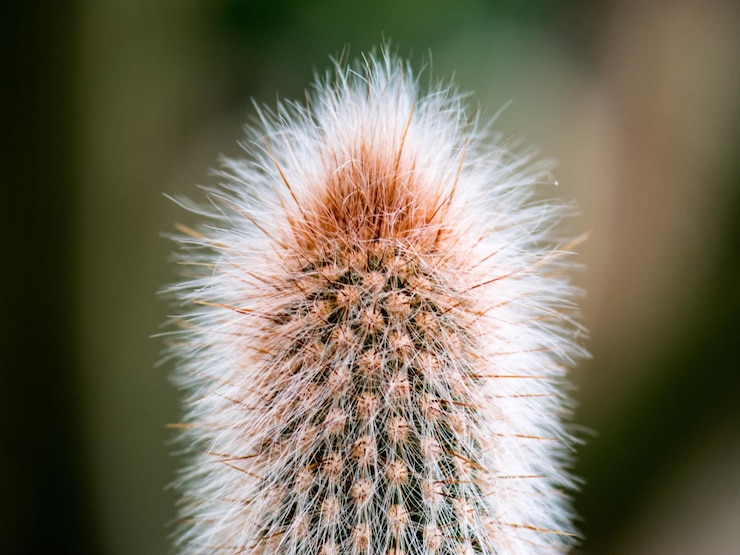 Photo close-up tanaman kaktus