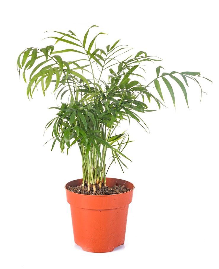 Photo close-up tanaman pot dengan latar belakang putih