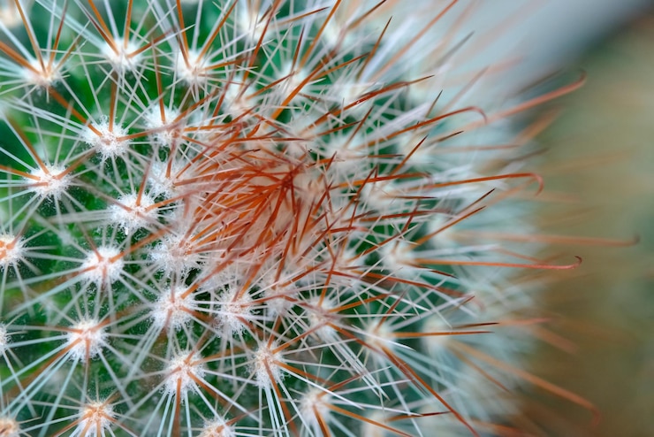 Photo close-up tanaman sukulen