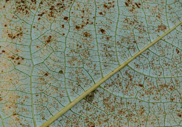 Close up texture foglia con corrosione Macrofotografia