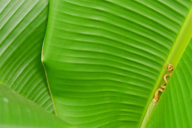 Close up texture foglia di banana