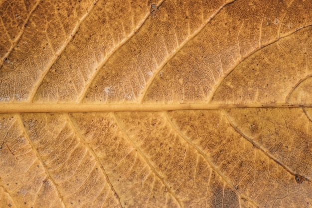 Close up texture foglia gialla. foglia sfondo.