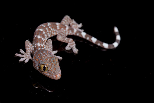 Close up Tokay Gecko