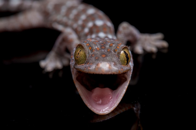 Close up Tokay Gecko