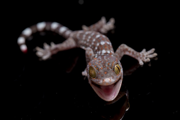 Close up Tokay Gecko