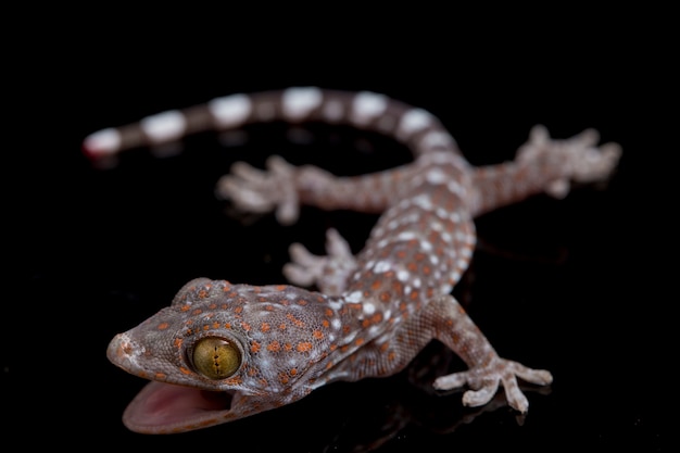 Close up Tokay Gecko