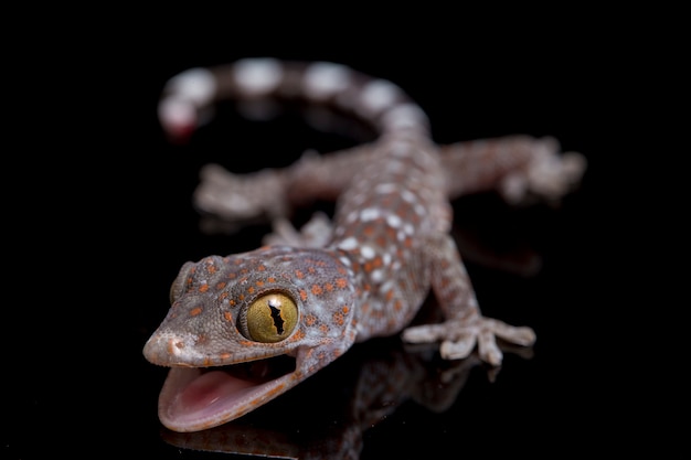 Close up Tokay Gecko