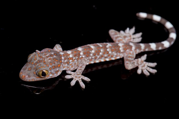 Close up Tokay Gecko