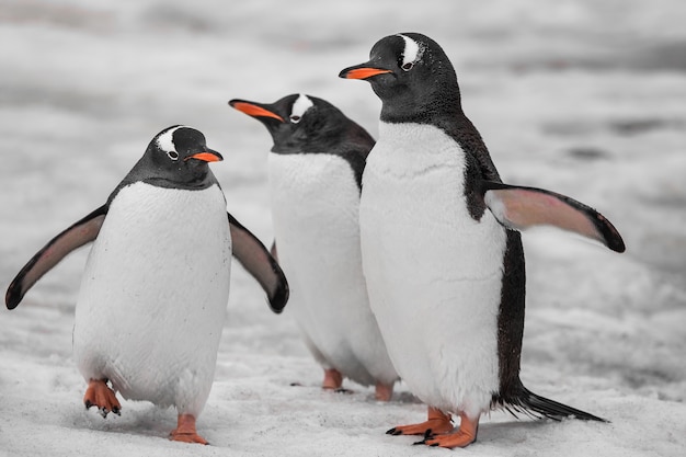 Close up tre pinguini. Montagne antartiche.
