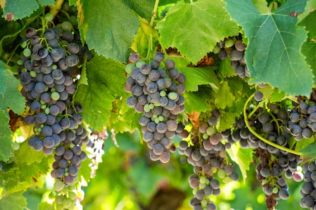Close up uva da vino in vigneti di champagne a montagne de reims, Reims, France