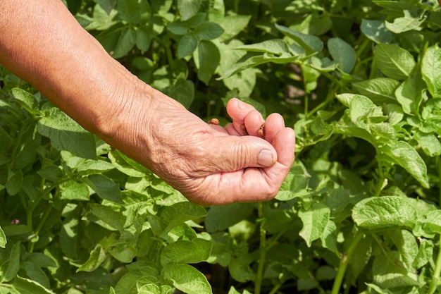 Close-up vecchia mano femminile harvestinf menta in giardino. Vista a macroistruzione della mano della nonna caucasica.