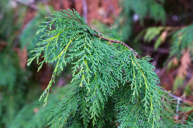 Close-up verde di Chamaecyparis Lawsoniana sfondo, rami di cipresso close-up, primavera