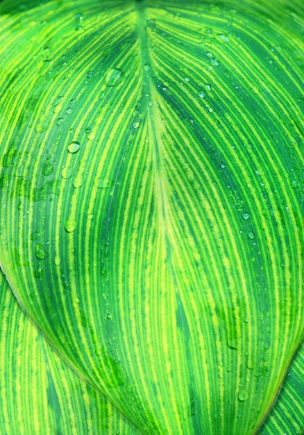 Close up verde tessuto foglia tropicale astratto foglia sfondo verticale