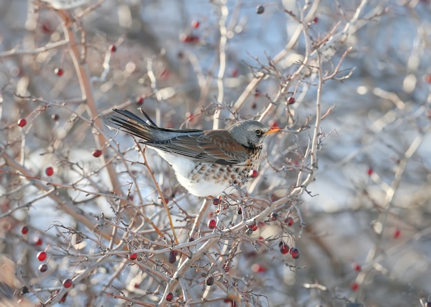 Close-up verticale della Cesena (Turdus pilaris) seduto sui rami di biancospino con luminose bacche rosse