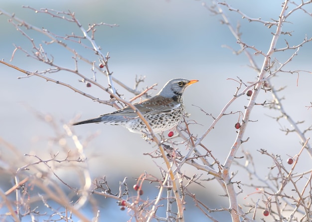 Close-up verticale della Cesena (Turdus pilaris) seduto sui rami di biancospino con luminose bacche rosse