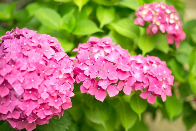 Close up vivid rosa hortensia fiori freschi sfocatura dello sfondo