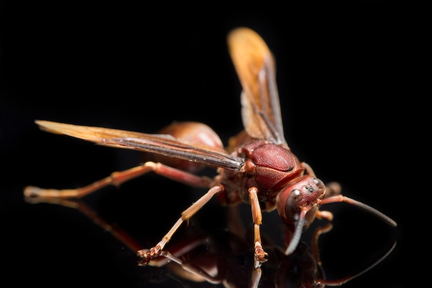 Close up Wasp di carta