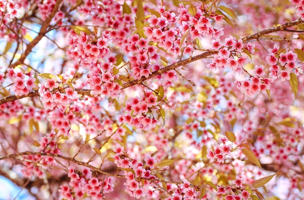 Close up Wild Himalayan fiori di ciliegio o Sakura