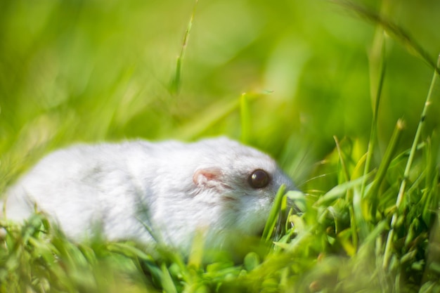 Closeup carino criceto grigio si siede sull'erba Animale domestico in natura Animale sul prato verde Il concetto di animali domestici Forte sfondo sfocato
