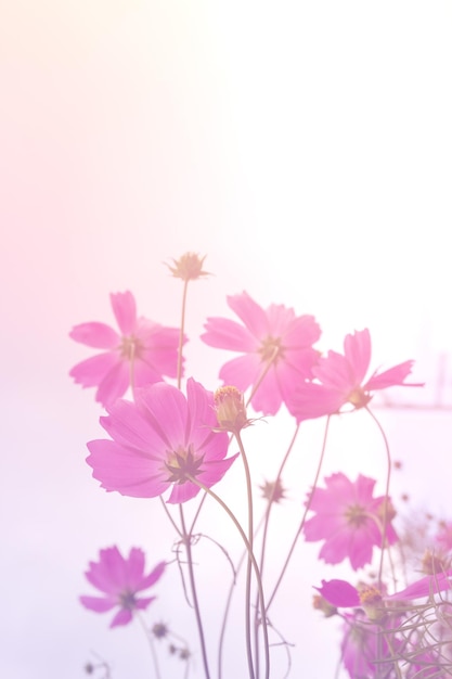 Closeup Cosmo rosa fiori messa a fuoco morbida