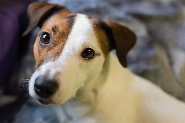 Closeup del cane