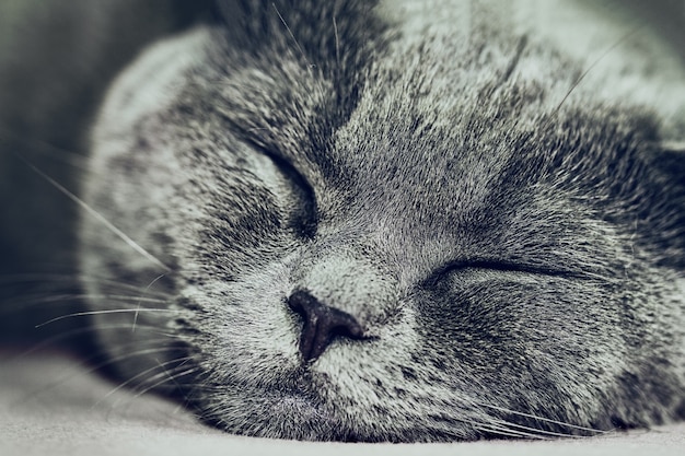 Closeup del gatto britannico dorme carino. Sfondo scuro. Messa a fuoco selettiva.