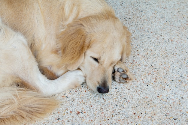 Closeup di cane di sonno