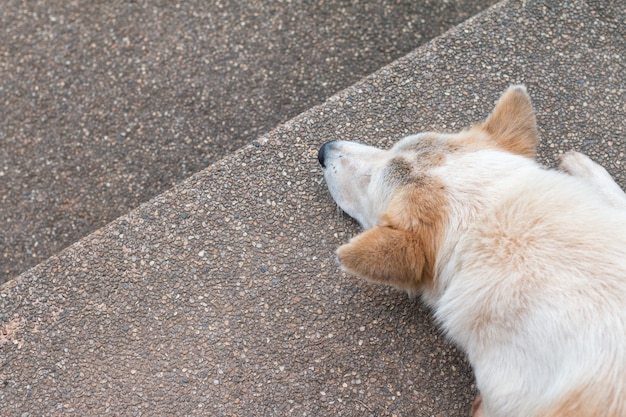 Closeup di cane pigro.