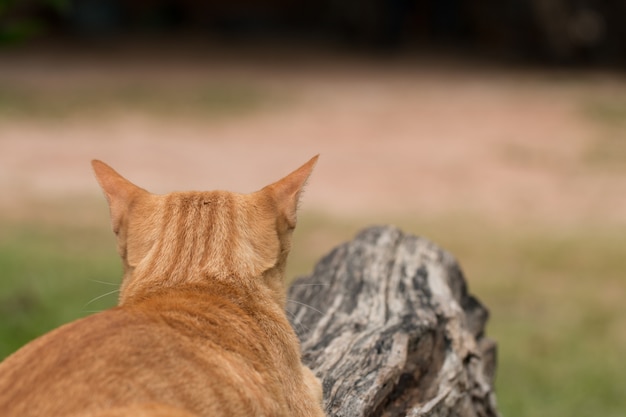 closeup di cute gatto giallo soggiorno all&#39;aperto