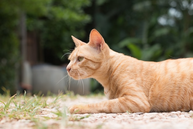 closeup di cute gatto giallo soggiorno sul pavimento