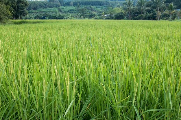 Closeup di riso picco nel campo Paddy in autunno