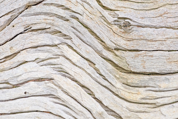 Closeup di superficie di trama naturale del tronco di legno morto