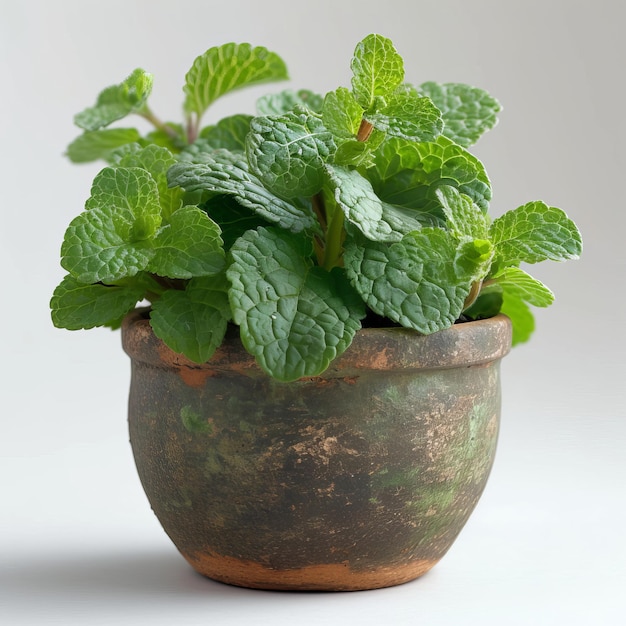 CloseUp di una pianta in vaso con foglie verdi