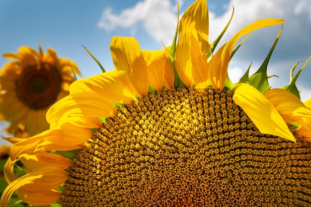 Closeup girasole in fiore Fiori gialli girasole e cielo con nuvole