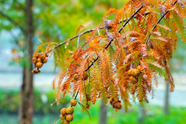 Closeup larice foresta larice pigne frutta