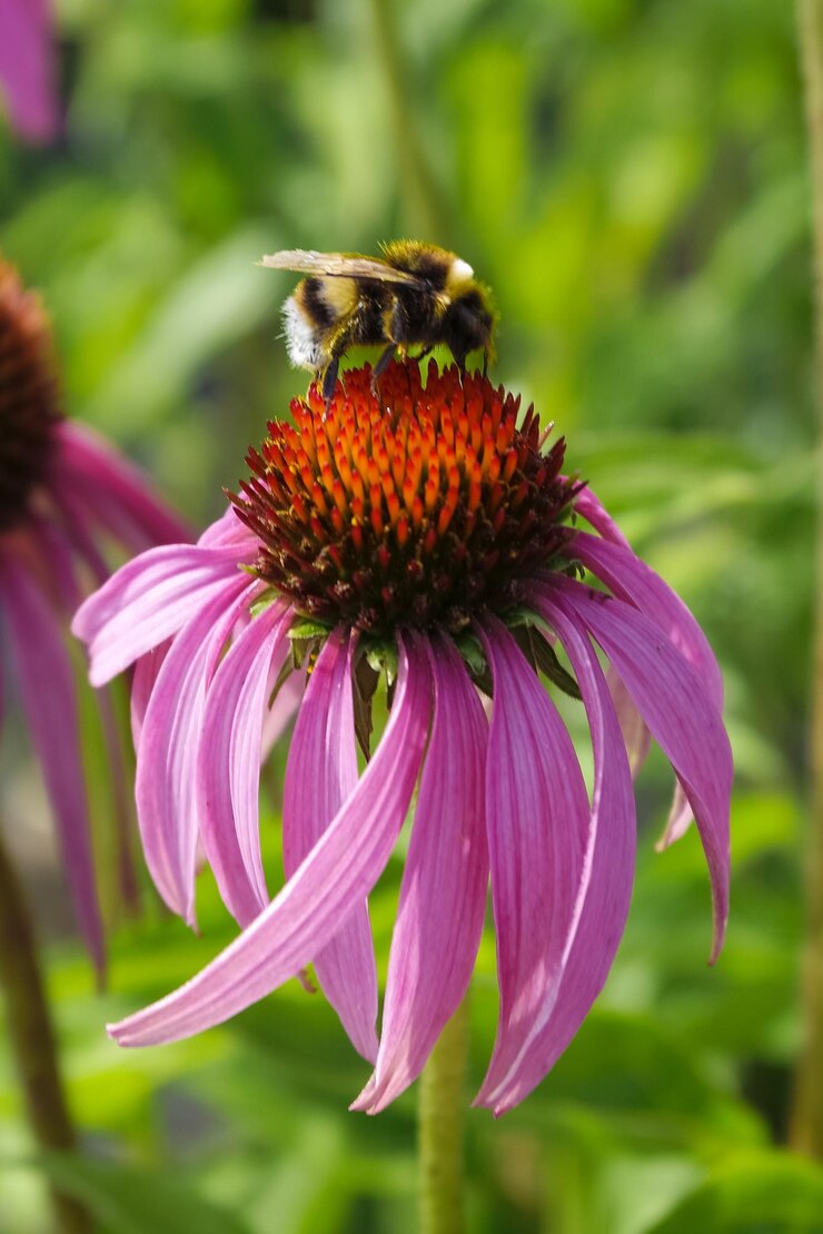 Closeup photo of a bumblebee collecting pollen on a purple coneflower in a flower garden
