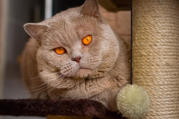 Closeup ritratto British Shorthair gatto lilla