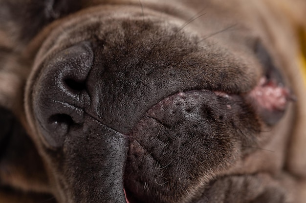 Closeup ritratto di Cane Corso su uno sfondo bianco Closeup colpo del muso di un cane cane corso cane corso color formentino