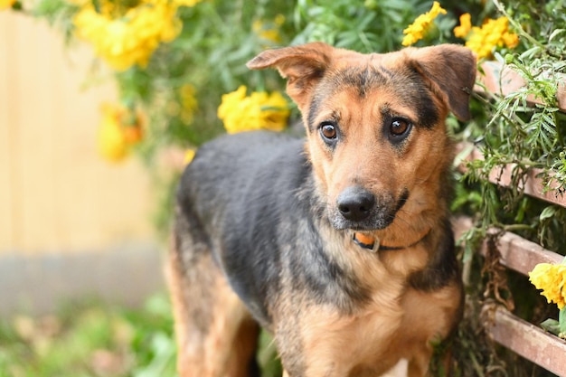 Closeup ritratto di cane su sfondo estivo Orizzontale all'aperto