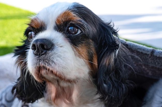 Closeup ritratto di carino vecchio cane cavalier king charles spaniel napping all'aperto sul letto del cane