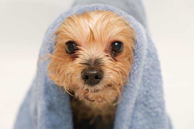 Closeup ritratto di un cane Yorkshire Terrier con un asciugamano in testa